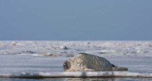 Poegivaid hülgeid ei tohi häirida