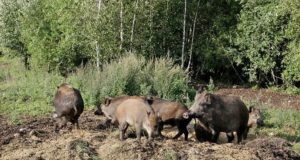 Teadlased leidsid seakatku vastase vaktsiini, mille väljatöötamiseks läheb veel aastaid