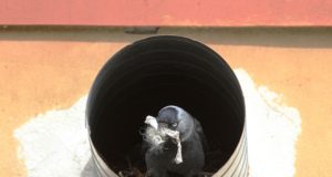 Linnalindudega tekkivaid konflikte aitab ennetada teadlik tegutsemine