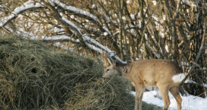 Metskitse karvastik praegu