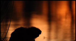 Koprad asuvad liikvele