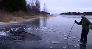Põder jäi jääauku kinni