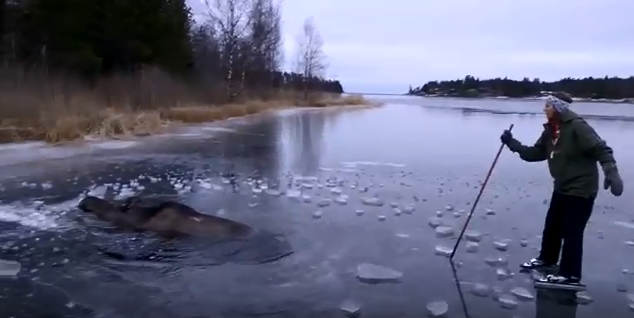 kuvatõmmis põdrast