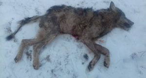 Kärntõve tõttu oleks Põlvamaal vajalik küttimismahtu tõsta