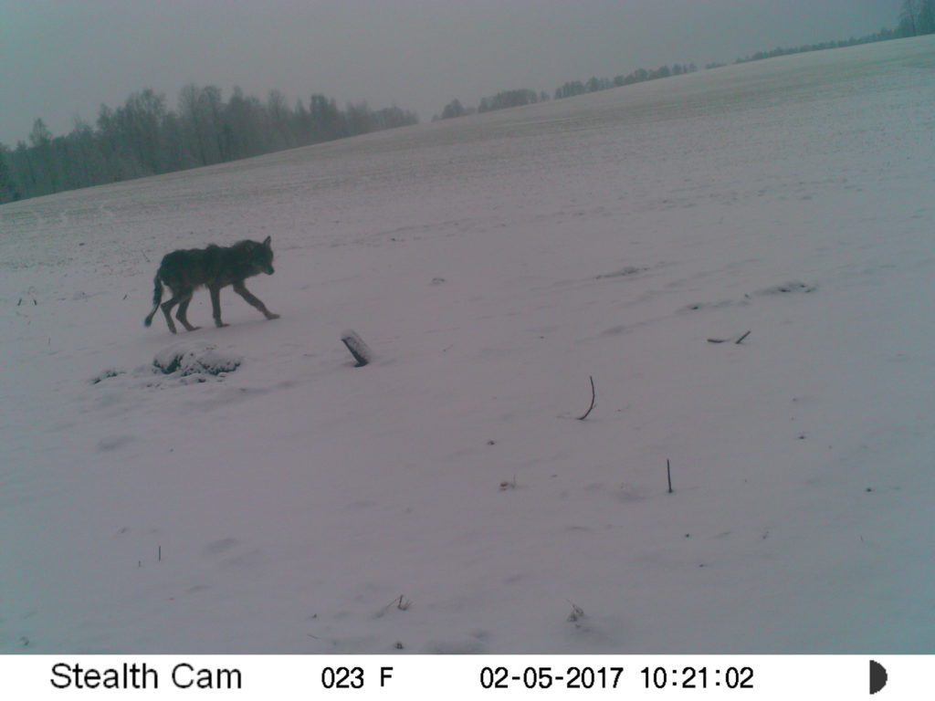 Haige hunt Põlvamaal ringi luusimas. Foto: Aare Veetsmann