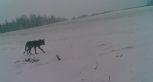 80 kütitud hundist on veerand kärntõves