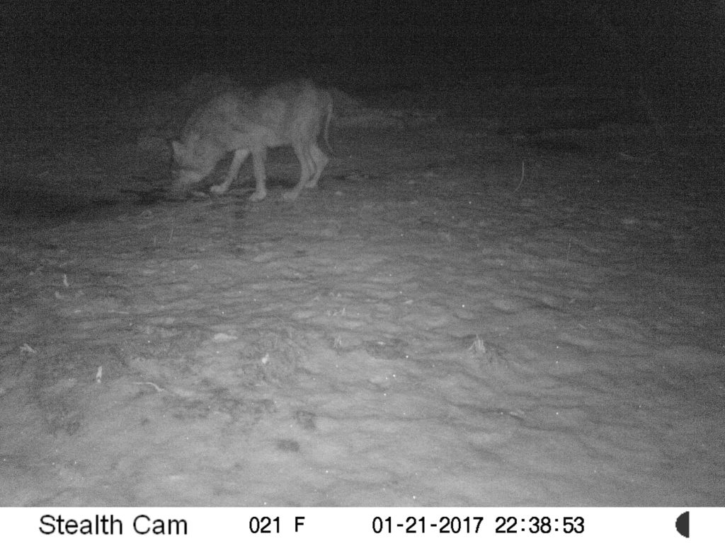 Hundi sabast pole kärntõve tõttu palju enam järele jäänud. Foto: Aare Veetsmann