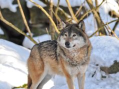 Muhu hunti hakkab küttima hundipeibutaja jahimees