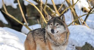 Muhu hunti hakkab küttima hundipeibutaja jahimees