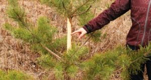 Jahiühendused peavad RMKle maksma ulukikahjude eest 28 300 eurot