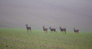 Kui palju elab Eestis metskitsi?