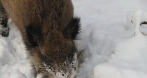 Emmaste jahtkond täitis metssigade küttimismahu