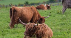 Ruhnus pahandusi teinud veisekari pannakse aedikusse