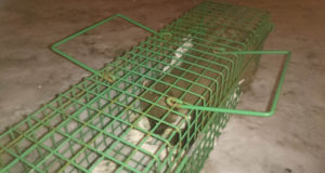 Nugis kimbutas Kalamaja elanikke