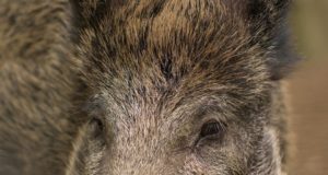 EJ 6/2018: Suhtumisest ulukitesse: õiged ja valed, head ja pahad