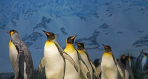 Loodusmuuseumis toimub pingviinide paraad