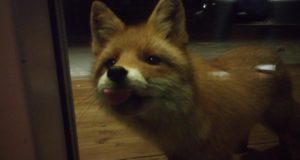 Rebane võttis Pajustis kassi koha üle