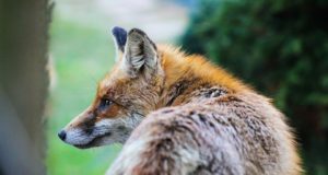 Häädemeestel lõpetatakse hooaeg rebase- ja kährikujahiga