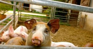 Seakatku seljatanud farmis on taas loomad