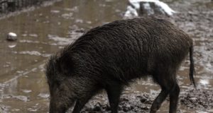SAKi tõkestamiseks on oluline täita bionõudeid nii farmis kui metsas