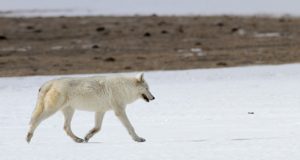 Mida teha, kui kiskjad satuvad koduõuele?