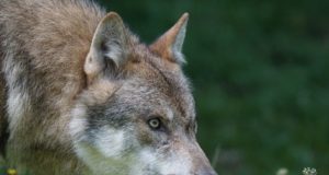 Mustla elab hundihirmus