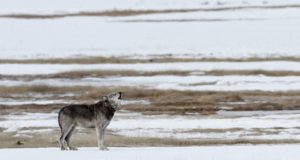 Hundid murdsid pealinna külje all poni