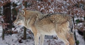 Saaremaa küttimislube juurde ei küsi