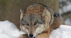 Zoosemiootik: kära on huntide üle liialt vali