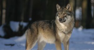 112 hunti on kütitud