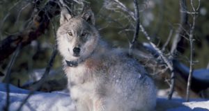 Raplamaal tõsteti huntide küttimismahtu