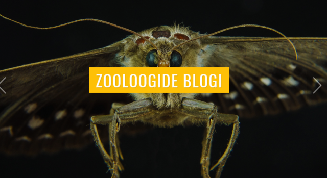 zooloogide blogi