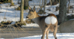 Metskitse arvukus võib kaasa tuua kahjusid