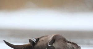 Salakütt seadis keelatud lõksu üles talumehe tagahoovi