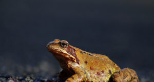 Aita konnad üle tee!