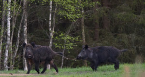 Suurim oht ulukile otsa sõita varitseb kevaditi ja sügiseti