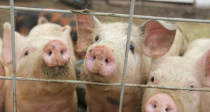 Seakasvatused täidavad bioohutuse nõudeid üha hoolsamalt