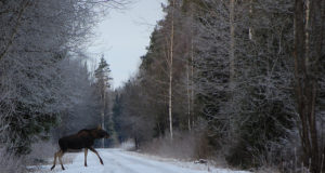 Kuidas põder üle Rail Balticu pääseb