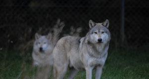 Soome huntidele pannakse kaelarihmad