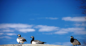 Linnalindude vaatlus toimub taas