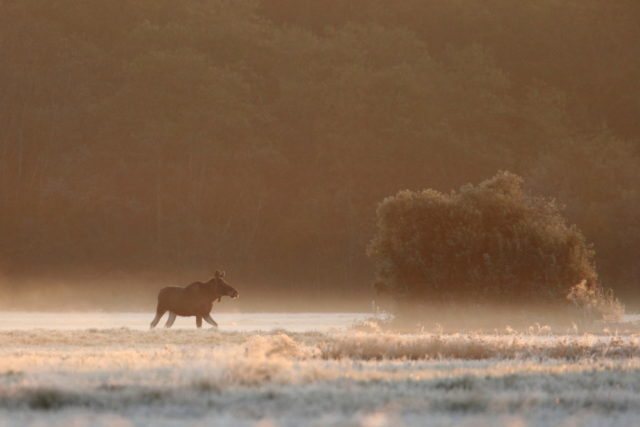 CV7A4439.JPG-põder udus