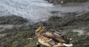 Linnugripi tõttu kehtestatakse kodulindude välipidamisele piirangud