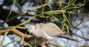 EJ 1/2017: Kaks turtlit: turteltuvi ja kaelus-turteltuvi – aasta linnud 2017