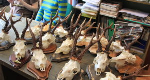 Tartu hindab novembris trofeesid