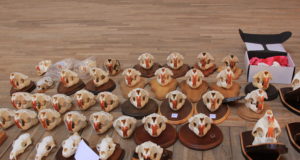 Vägevaim kährikukolju Pihtlast