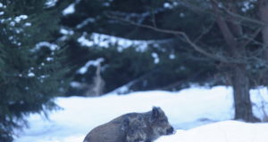 Saaremaa metssigadelt leitakse üha sagedamini Aafrika katku