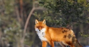 Millist ökodukti vajab mäger, millist rebane?