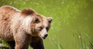 Unest ärganud karu jalutas Mustlas koolimaja taga