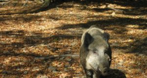 Metssigade küttimisega saadi hästi hakkama