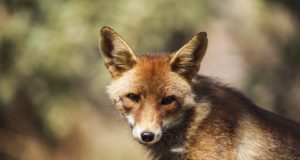 Teadlased ei taha uurida koledaid loomi